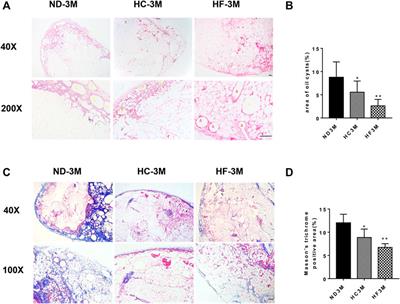 A Short-Term High-Fat Diet Improved the Survival of Fat Grafts in Mice by Promoting Macrophage Infiltration and Angiogenesis